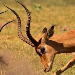 Lechwe Read Status 0.1.1 – WordPress Plugin