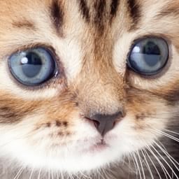 Tabby Responsive Tabs 1.4.1 – WordPress Plugin